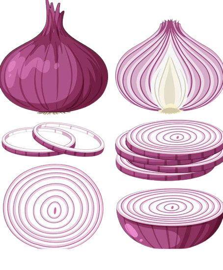 Purple onion in various forms: whole, half, rings, slices and cross-section